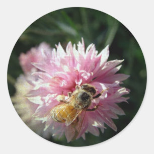 Honey Bee Pink Flower in garden by Angelandspot Classic Round Sticker