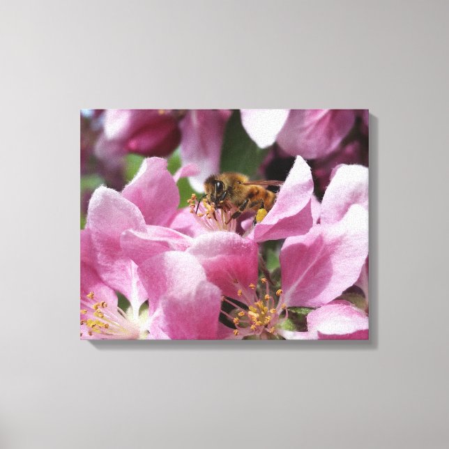 Honey Bee Pollinating Pink Crabapple Tree Blossom Canvas Print (Front)