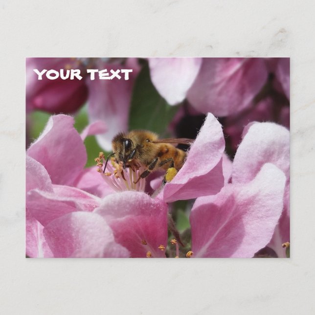 Honey Bee Pollinating Pink Crabapple Tree Blossom Postcard (Front)