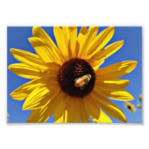 Honey Bee Pollinating Wild Sunflower Photo Print