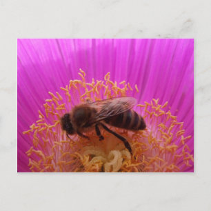 Honey Bee Postcard