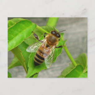Honey Bee Postcard