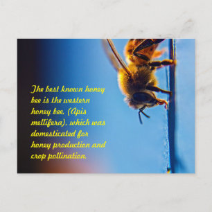 Honey Bee Postcard