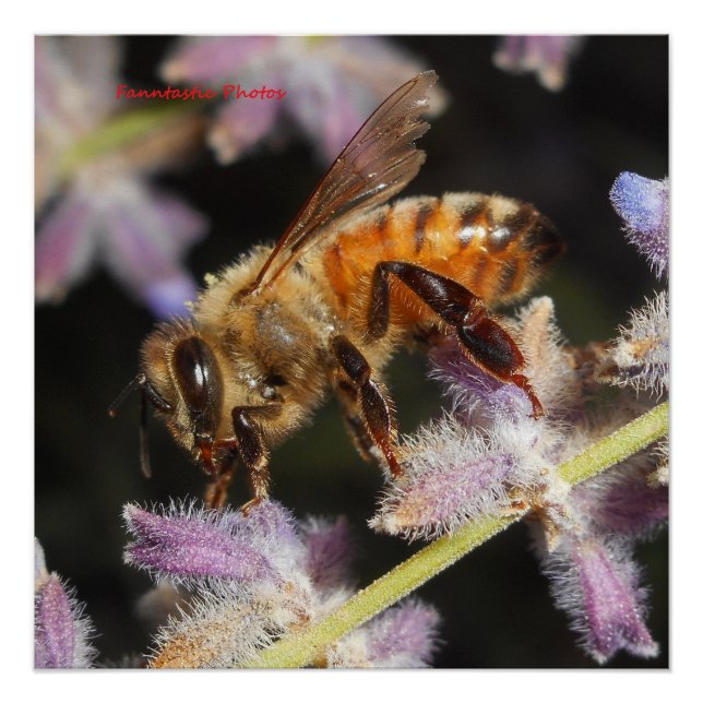 Honey Bee Poster (Front)