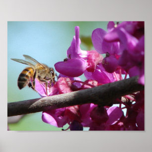 Honey Bee Poster
