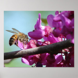 Honey Bee Poster