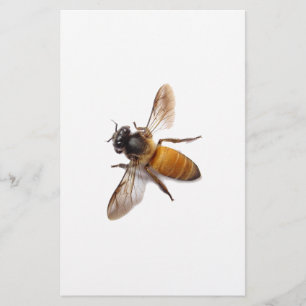 Honey Bee Stationery
