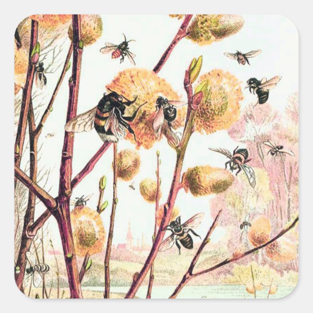 Honey bee vintage illustration sticker (Front)