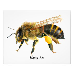 Honey Bee Watercolor Painting Photo Print