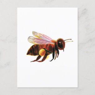 Honey Bee with its Pollen Baskets  Postcard