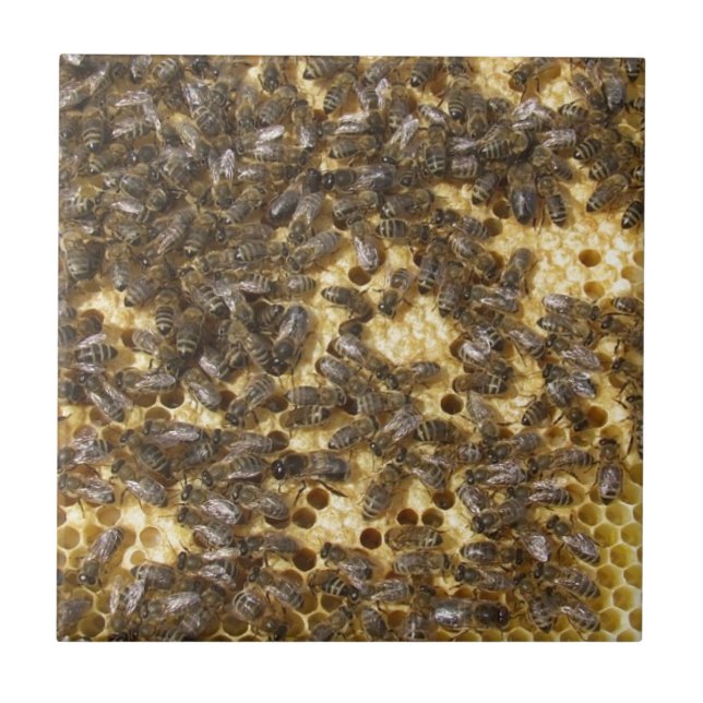 Honey Bees everywhere Tile (Front)