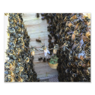 Honey bees holding hands photo print