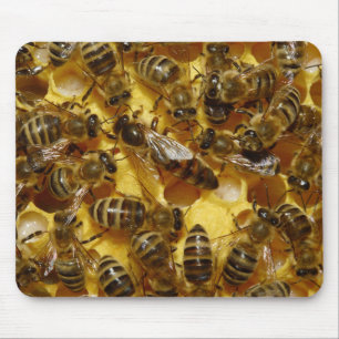 Honey Bees in Hive with Queen in Middle Mouse Mat