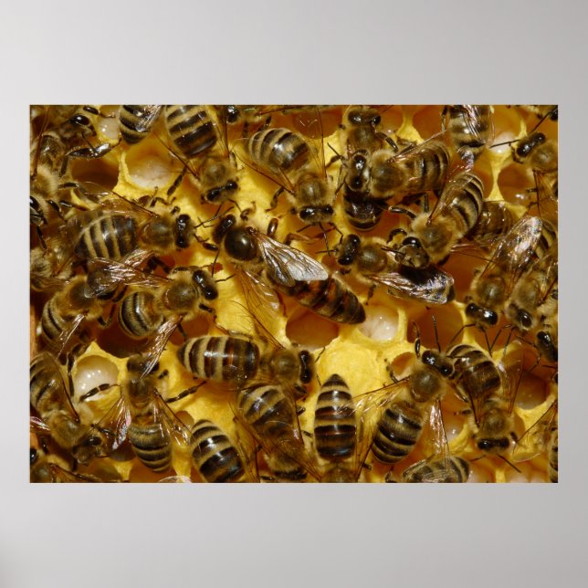 Honey Bees in Hive with Queen in Middle Poster (Front)