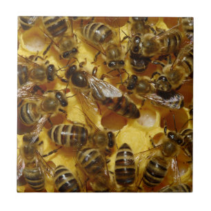 Honey Bees in Hive with Queen in Middle Tile