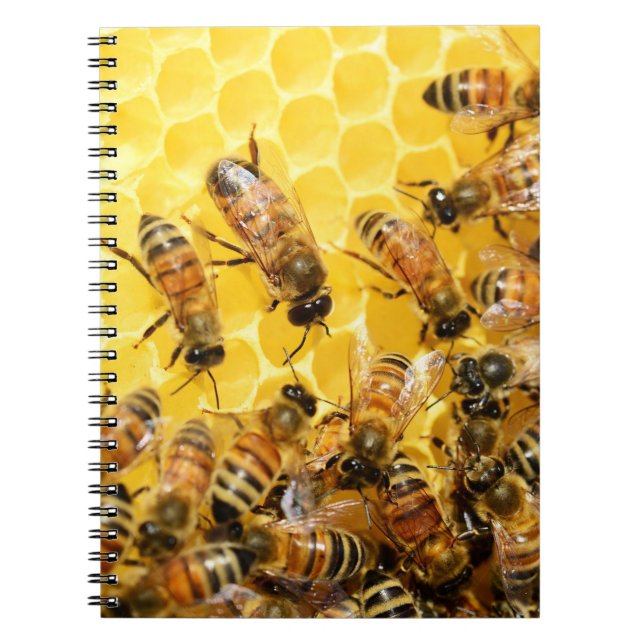 Honey Bees on Honey Comb Notebook (Front)