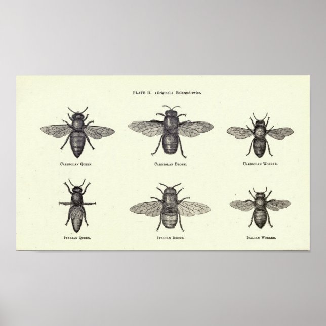 Honey Bees Poster (Front)