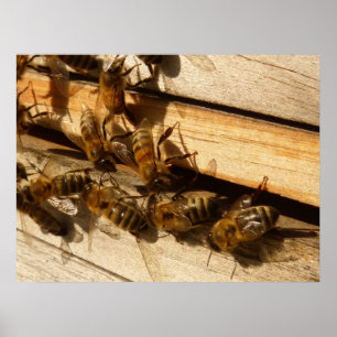 Honey Bees Poster