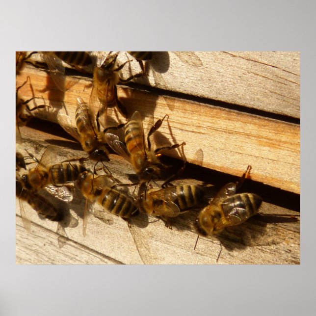 Honey Bees Poster (Front)