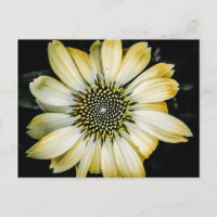 Honey Blossom Yellow Coneflower Postcard