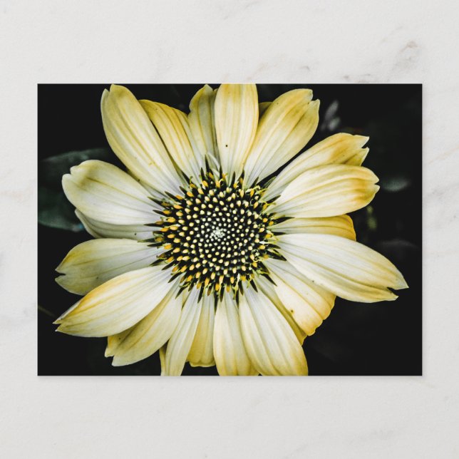 Honey Blossom Yellow Coneflower Postcard (Front)