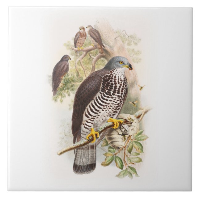 Honey-Buzzard John Gould Birds of Great Britain Tile (Front)