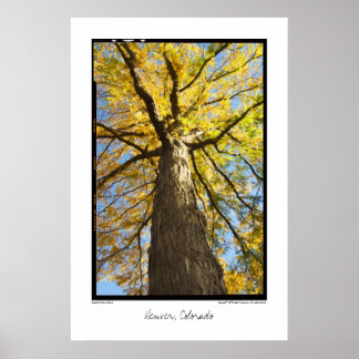 Honey Locust, Denver, Colorado Poster