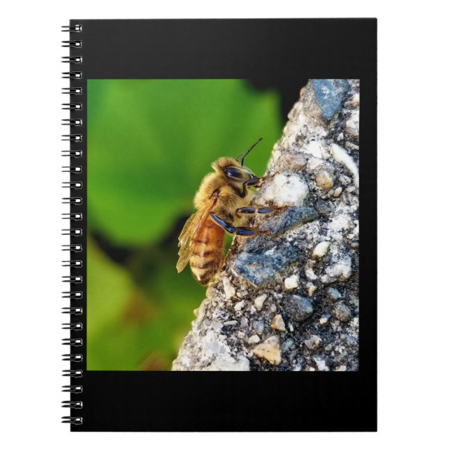 Honeybee  6.5x8.75 Spiral Notebook (Front)