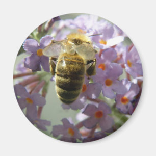Honeybee and Buddleia Flowers Magnet