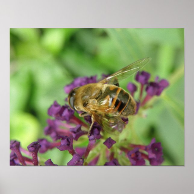 Honeybee and Purple Flowers Print (Front)