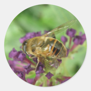 Honeybee and Purple Flowers Stickers