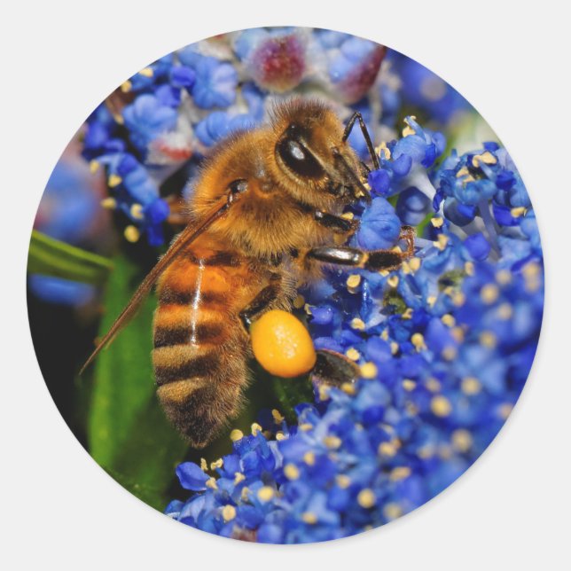 Honeybee: California Lilac Pollinator Classic Round Sticker (Front)
