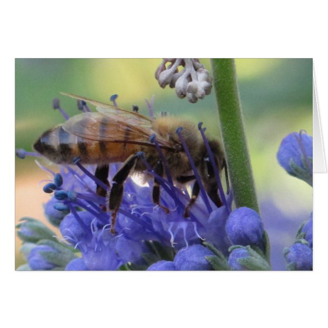 Honeybee Drinking Nectar (Front Horizontal)