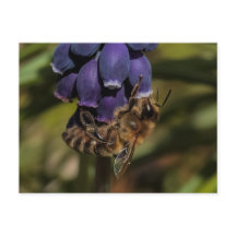Honeybee enjoys a dark blue flower