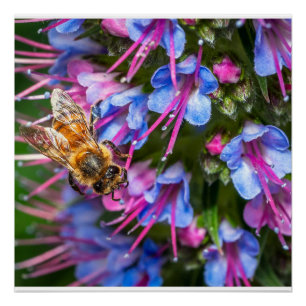Honeybee Floral Wall Art Colourful Macro Nature