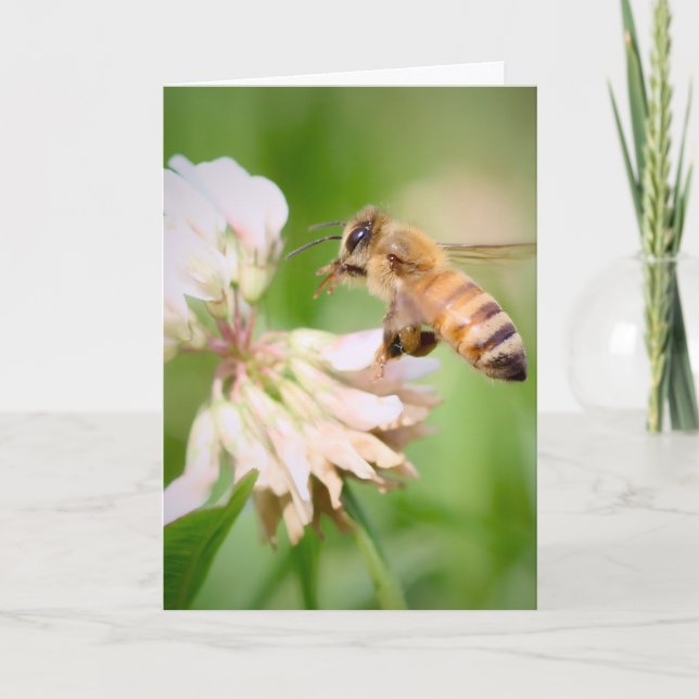 Honeybee in Flight on White Clover Card (Front)