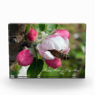Honeybee in Pink Apple Blossom   Custom PhotoBlock
