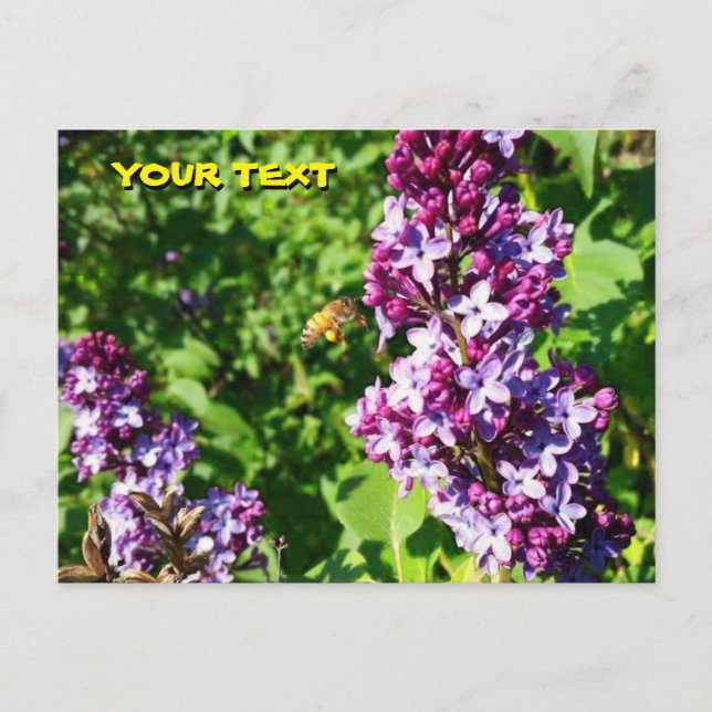 Honeybee Loves Lilacs Postcard  (Front)