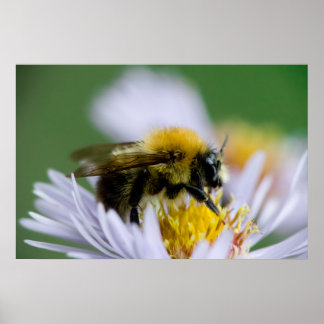Honeybee on a White Flower Poster