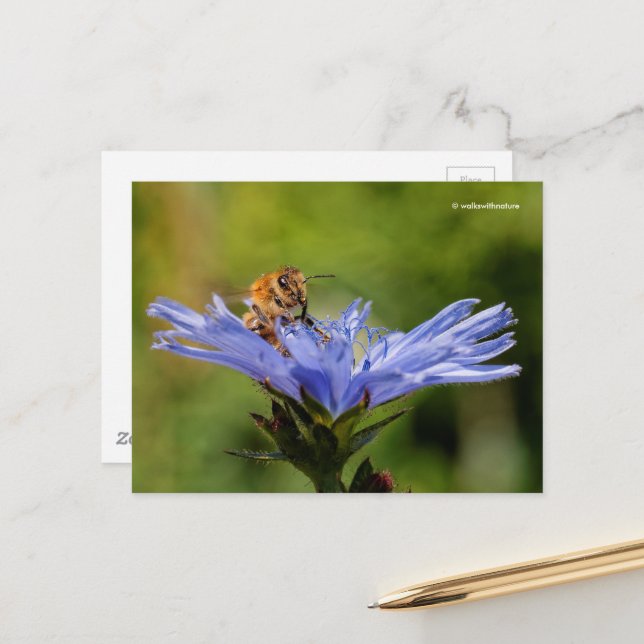 Honeybee on Flowering Radicchio Italian Chicory Postcard (Front/Back In Situ)