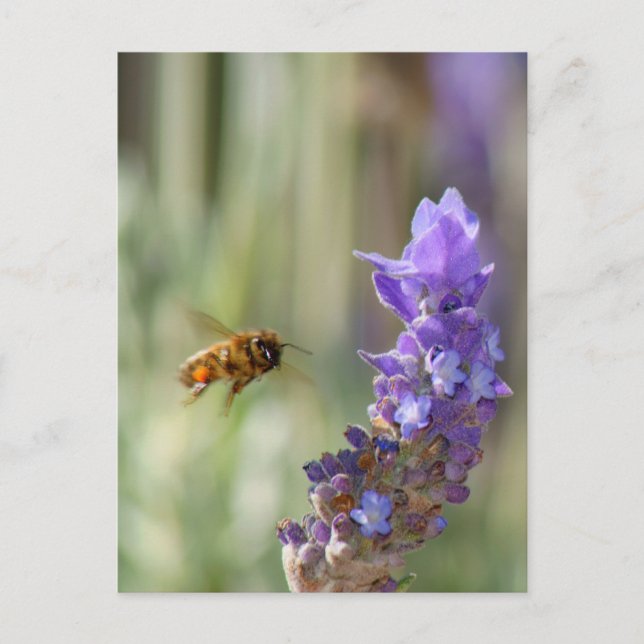 Honeybee on Lavender Postcard (Front)