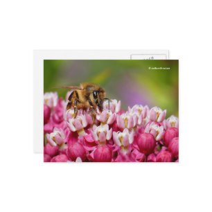 Honeybee on Narrowleaf Milkweed Plant Postcard