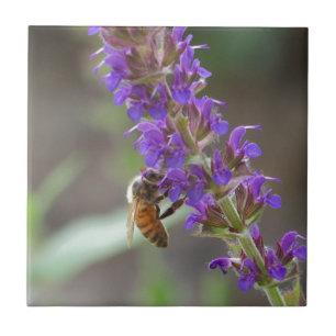 Honeybee on Salvia Tile