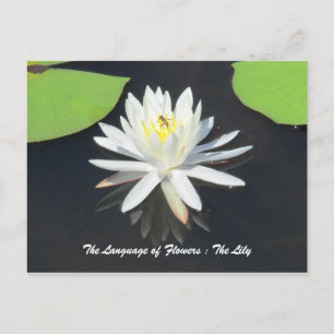 HoneyBee on Water Lily Postcard