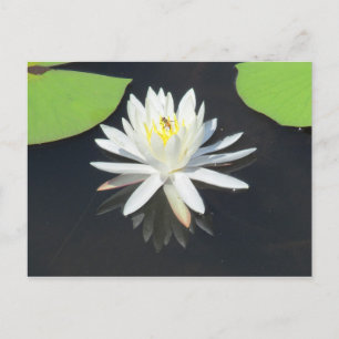 HoneyBee on Water Lily Postcard