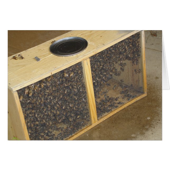 Honeybee Package (Front Horizontal)