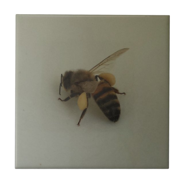 Honeybee Small (4.25" x 4.25") Ceramic Photo Tile (Front)