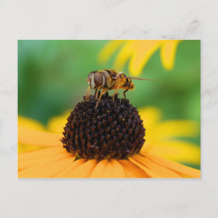 Honeybee - The Centre of Attention Postcard