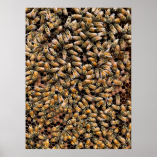 Honeybees on Brood Frame Poster