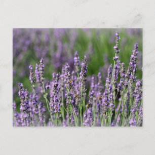 Honeybees on Lavender Flowers Postcard